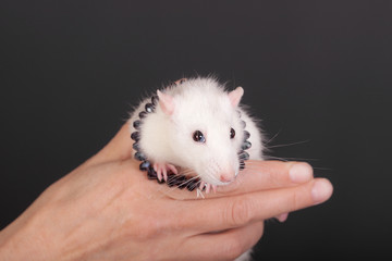 domestic rat in palm