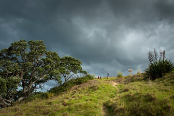 Walking the Long Bay coastal walk in Auckland
