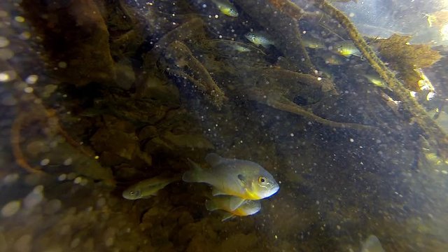 Freshwater Sunfish and Creek Chub swim under tree roots. Suspended particulates glimmer in underwater sunbeams.
