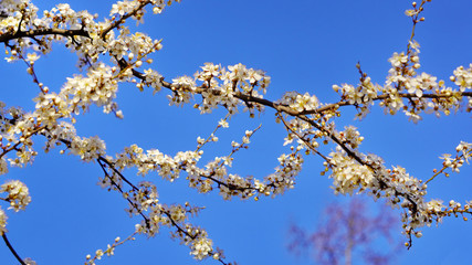 Young spring flowers of Apple trees on the branches of trees against the blue sky. The first...
