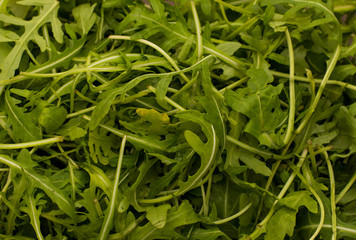 Obraz premium Close up of green lettuce arugula