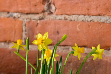 Yellow Daffodils (Narcissus)  flower in Spring. Beautiful spring time and Easter decoration.