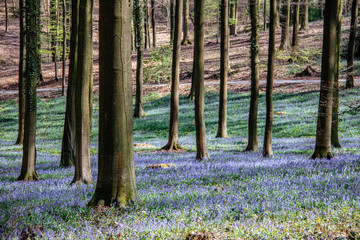 autumn forest in the forest