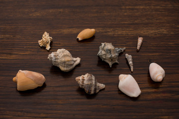 close up of various seashells