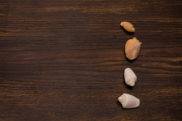 close up of various seashells