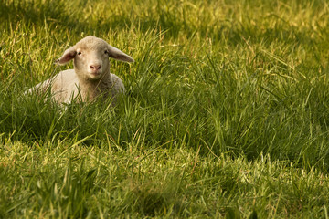 Naklejka na ściany i meble Lamb lies in the meadow in golden hour sunlight