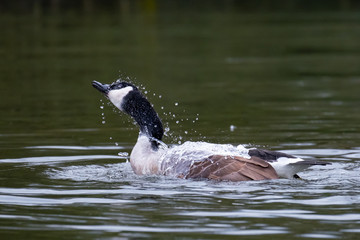 Eine Kanadagans beim baden