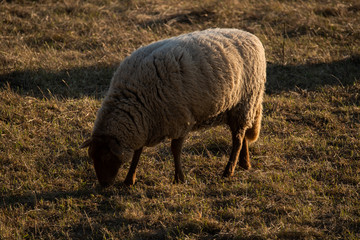 sheep grazing at sunset