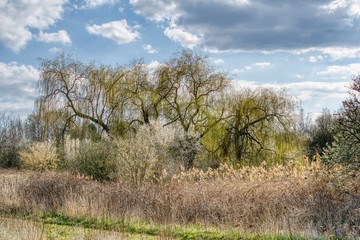 wiosenny krajobraz leśny, zarośla i krzaki na wiosnę, pierwsze zielone liście na drzewach, słoneczny wiosenny dzień