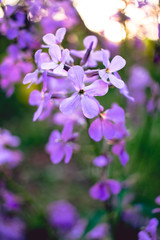 purple  flowers