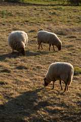 sheep grazing at sunset