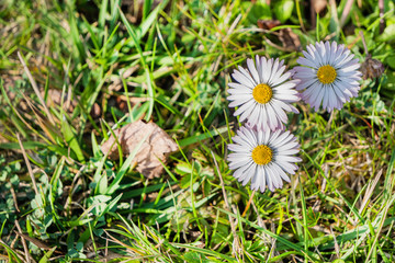 White Daisy flower on green grass. The first spring flower. Green background. Copy space