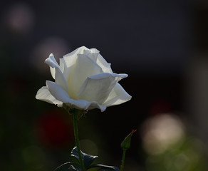 Splendid white rose isolated in the garden with unfocused dark background