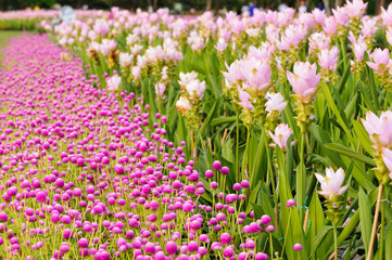 Flower Eriocaulon henryanum Ruhle and Flower krajeaw  