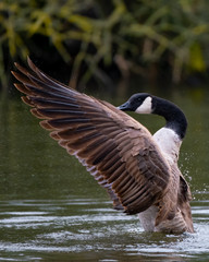 Eine Kanadagans beim Schwingenschlagen nach der Gefiederpflege