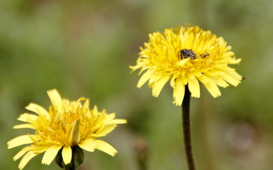 yellow dandelion flower
