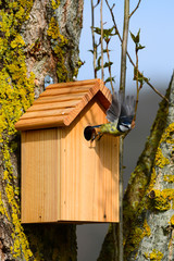Nichoir mésange bleue