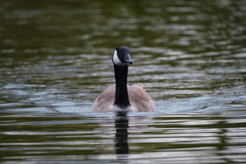 Eine Kanadagans schwimmt im Wasser