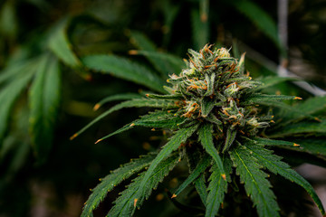 cannabis marijuana plant farm