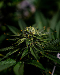 cannabis marijuana plant farm