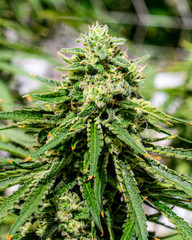 cannabis marijuana plant farm