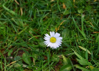 G&auml;nsebl&uuml;mchen