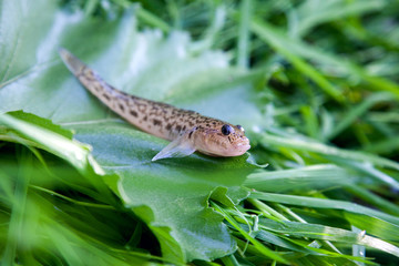 Close up view of freshwater bullhead fish or round goby fish just taken from the water on big green leaf..