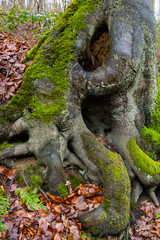 Moosbewachsene Buchenwurzel