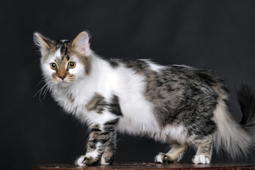 Fototapeta na wymiar White with spots striped cat.