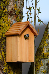 Nichoir mésange bleue