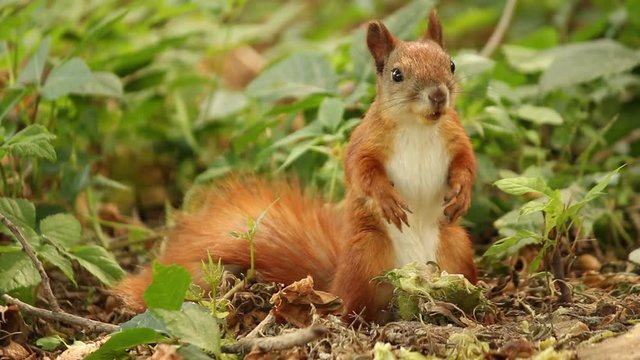 Squirrel in the forest.