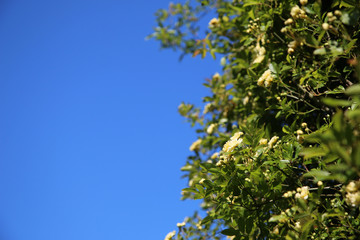 Arbusto di rosa rampicante, in primavera, con fiori giallo pallido a mazzetti appena sbocciati, che si stagliano sull’azzurro intenso del cielo, primo piano, spazio per testo