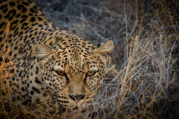 leopardo muso