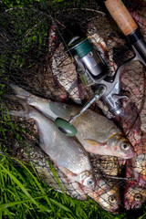 Two freshwater white bream or silver bream on keepnet with bronze breams or carp breams on green grass and fishing rod with reel on natural background..