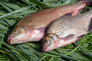 Two big freshwater common bream fish on green reed..
