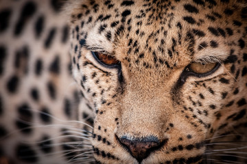 Fototapeta na wymiar leopardo muso