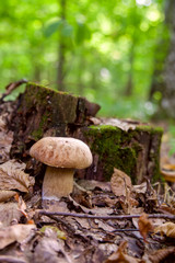 Single Boletus mushroom in the wild. Porcini mushroom grows on the forest floor at autumn season..
