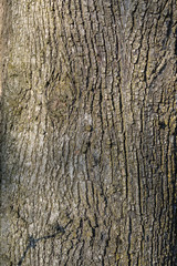 tree bark texture