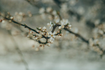 the first spring flower on the trees