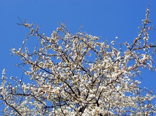 white flowers of wild plum tree at spring