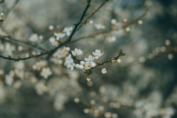 the first spring flower on the trees