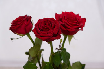 Three Red Roses with boke Background. copy space - Valentines and 8 March Mother Women's Day concept