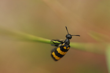 a bug on a stem. 