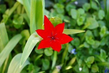 Rote Tulpe