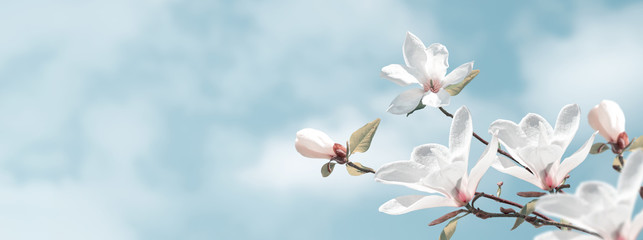 Delightful blooming white magnolia flowers against the clouds sky. Fantasy spring background. - obrazy, fototapety, plakaty