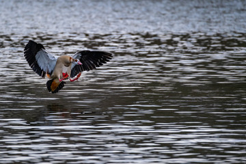 Eine Nilgans bei der Landung auf einem Gewässer