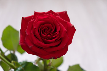 One red rose. copy space - Valentines and 8 March Mother Women's Day concept
