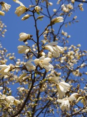 magnolia tree with white flowers at spring