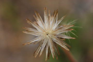 A photograph of a flower.