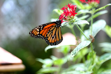 Monarch butterfly closeup feeding on red pentas flower plants